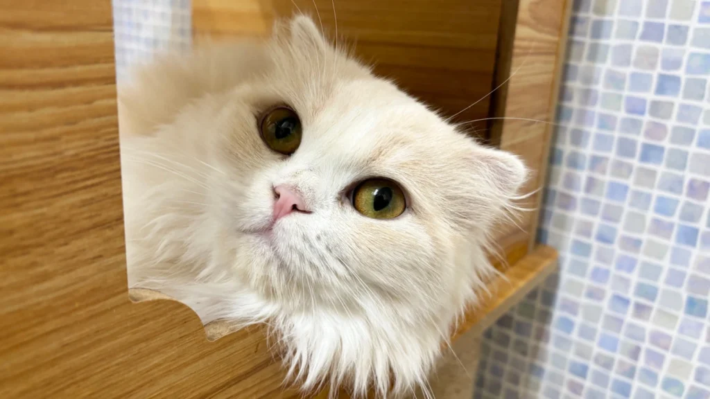 アネラカフェ草津栗東店